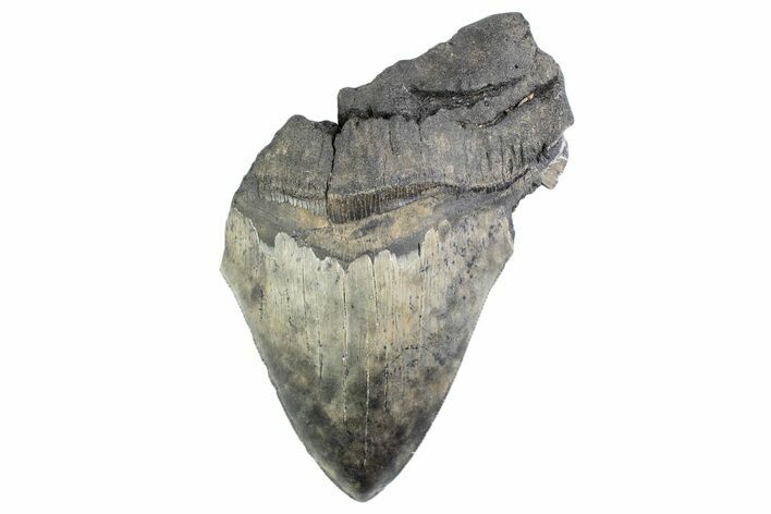 Partial Fossil Megalodon Tooth - Serrated Blade #374903